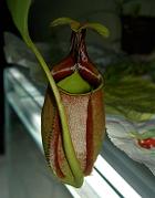 Nepenthes bicalcarata 'Orange Flush